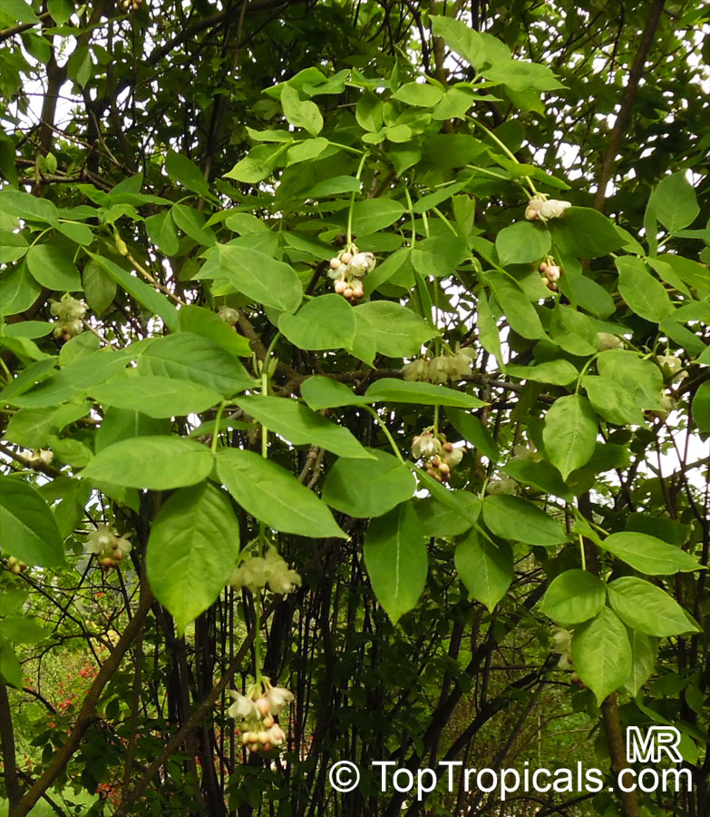 Staphylea pinnata, European Bladdernut