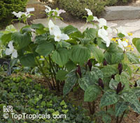 Trillium sp., Trillium, Wakerobin, Tri Flower, Birthroot

Click to see full-size image