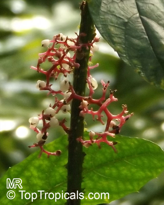 Urera baccifera, Ortiga Brava. The ripe (whitish and larger) and young immature (pinkish and smaller) fruits