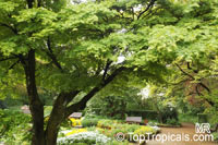 Acer sp., Red Maple, Soft Maple