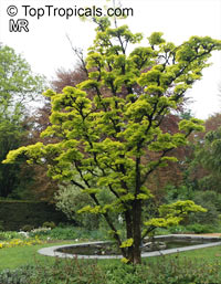 Acer japonicum, Amur maple, Downy Japanese maple, Fullmoon maple

Click to see full-size image