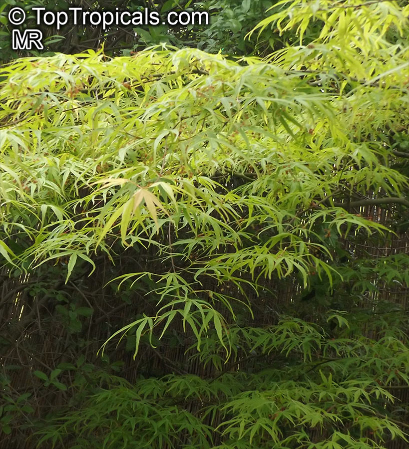 Acer palmatum, Japanese maple, Palmate maple, Smooth Japanese maple. Acer palmatum 'Linearilobum'