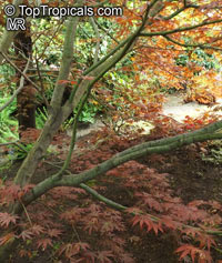 Acer palmatum, Japanese maple, Palmate maple, Smooth Japanese maple

Click to see full-size image