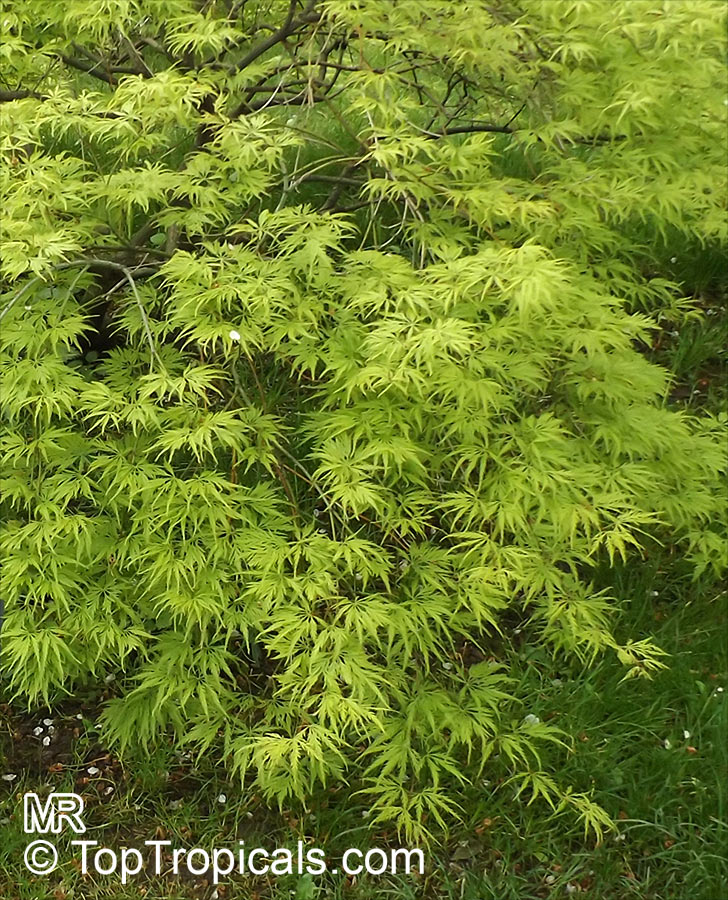 Acer palmatum, Japanese maple, Palmate maple, Smooth Japanese maple. Acer palmatum 'Filigree'
