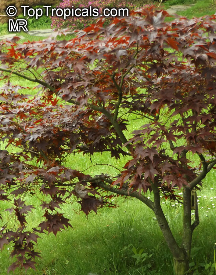 Acer palmatum, Japanese maple, Palmate maple, Smooth Japanese maple. Acer palmatum 'Nigrum'
