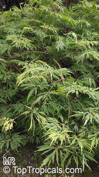 Acer sp., Red Maple, Soft Maple