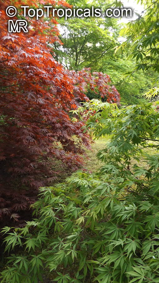 Acer sp., Red Maple, Soft Maple