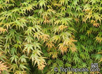 Acer sp., Red Maple, Soft Maple

Click to see full-size image