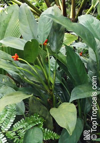 Aglaonema commutatum, Poison Dart Plant

Click to see full-size image