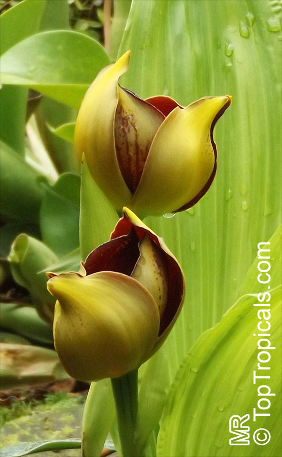 Anguloa sp., Tulip Orchid