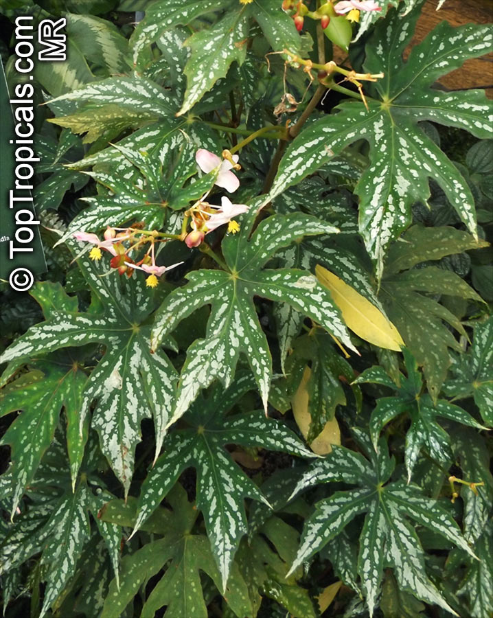 Begonia sp., Begonia. Begonia diadema