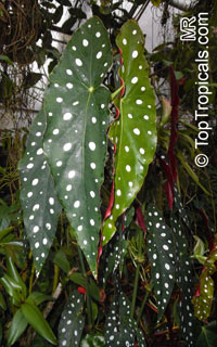 Begonia maculata, Clown Begonia, Polka Dot Begonia, Wright's Spotted Begonia

Click to see full-size image