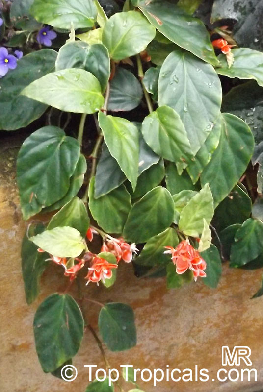 Begonia sp., Begonia. Begonia radicans