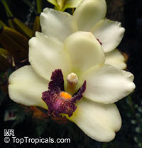 Bifrenaria harrisoniae, Dendrobium harrisoniae, Bifrenaria

Click to see full-size image