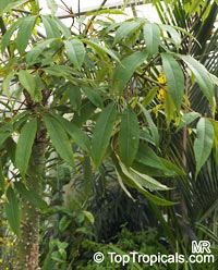 Bombax costatum, Bombax andrieui , Red-Flowered Silk Cotton Tree
