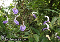 Brillantaisia sp., Tropical Giant Salvia, Fiddle Leaf 

Click to see full-size image