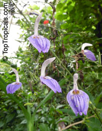 Brillantaisia sp., Tropical Giant Salvia, Fiddle Leaf 

Click to see full-size image