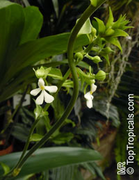 Calanthe sp., Calanthe

Click to see full-size image