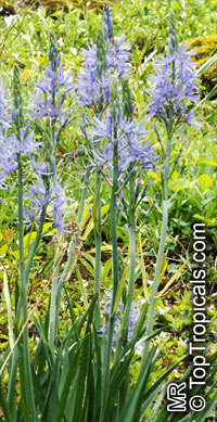 Camassia sp., Indian Hyacinth, Camas, Quamash,

Click to see full-size image