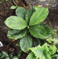Chamaedorea tuerckheimii, Potato Chip Palm, Ruffles Palm

Click to see full-size image