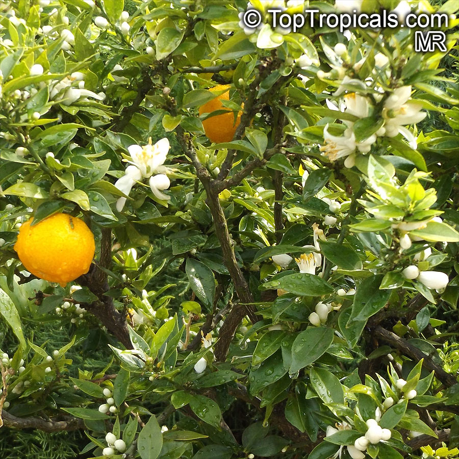 Citrus x aurantium, Bitter Orange, Seville Orange, Sour Orange, Bigarade Orange. Citrus × aurantium var. myrtifolia