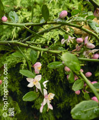 Citrus australis, Australian Lime

Click to see full-size image