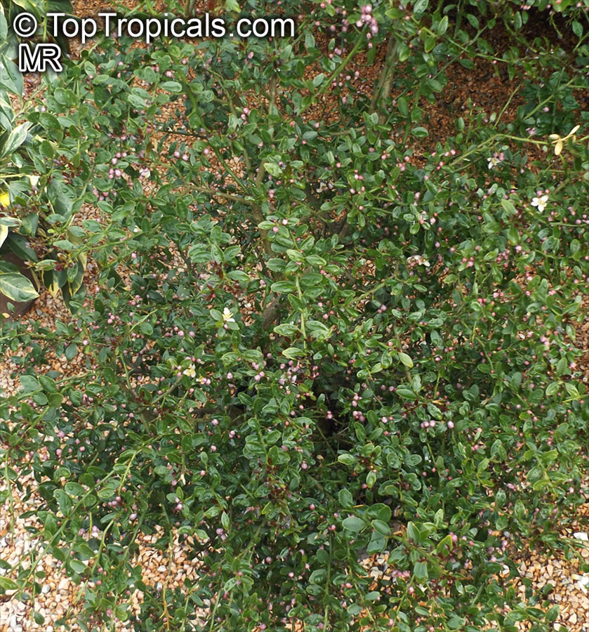 Citrus australis, Australian Lime