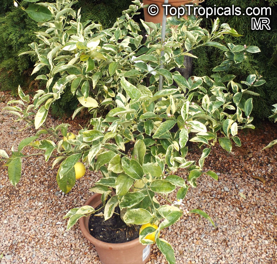Citrus aurantifolia, Mexican Lime, Key lime, West Indian lime. Citrus x latifolia (Persian lime, Tahiti lime)