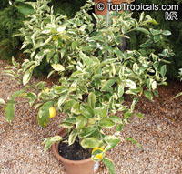 Citrus aurantifolia, Mexican Lime, Key lime, West Indian lime

Click to see full-size image