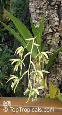 Coelogyne sp., Coelogyne

Click to see full-size image