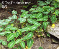 Colocasia sp., Elephant Ear, Mafafa, Taro Root

Click to see full-size image