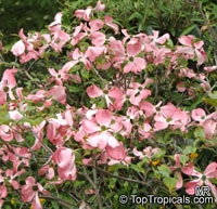 Cornus florida, Flowering Dogwood

Click to see full-size image