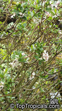 Daphne sp., Winter Daphne

Click to see full-size image