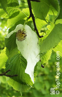 Davidia involucrata, Dove Tree, Ghost Tree, Handkerchief Tree

Click to see full-size image