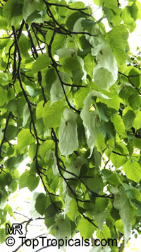 Davidia involucrata, Dove Tree, Ghost Tree, Handkerchief Tree

Click to see full-size image