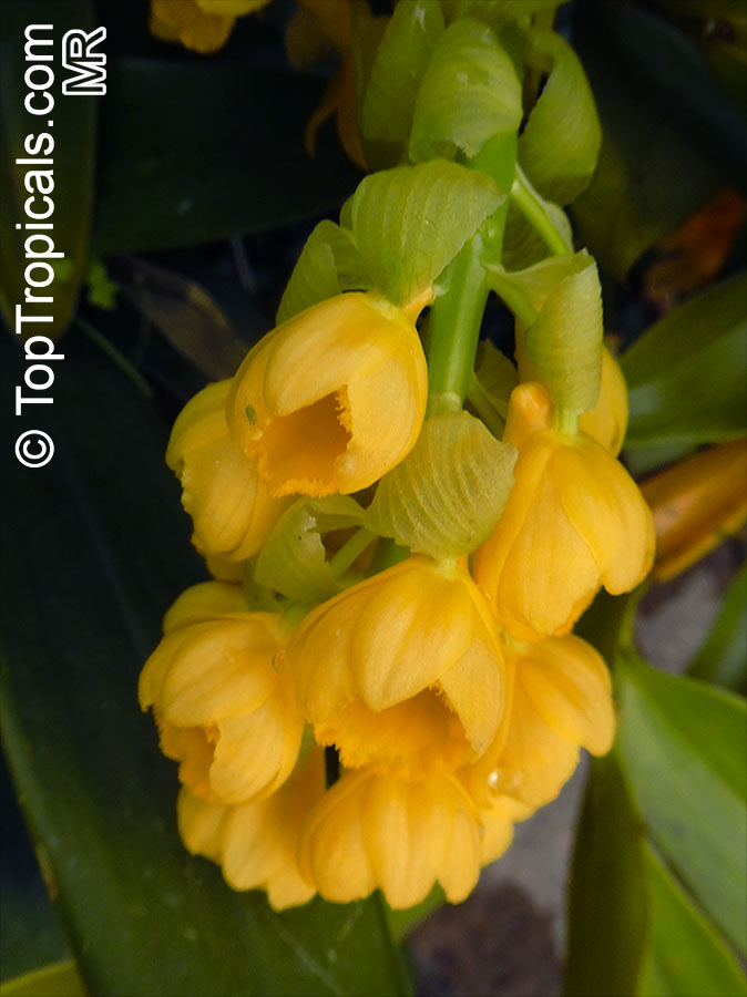 Dendrobium densiflorum, Pineapple Orchid