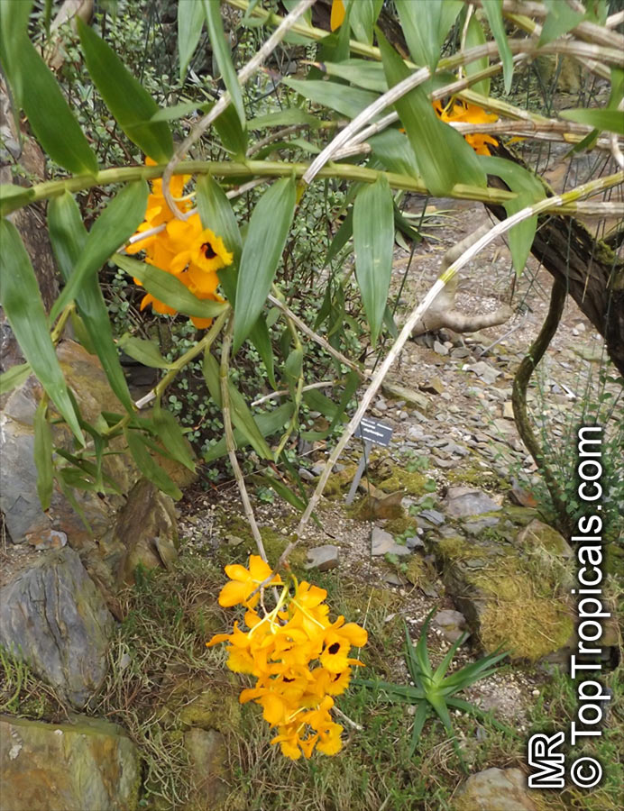 Dendrobium fimbriatum, Fringed-lipped Dendrobium