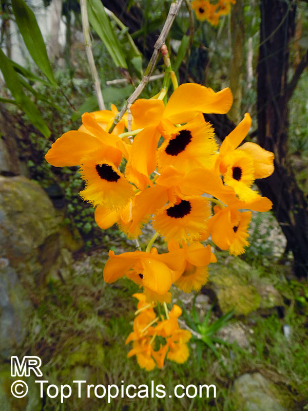 Dendrobium fimbriatum, Fringed-lipped Dendrobium