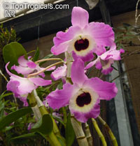 Dendrobium nobile, Dendrobium Nobile Orchid

Click to see full-size image