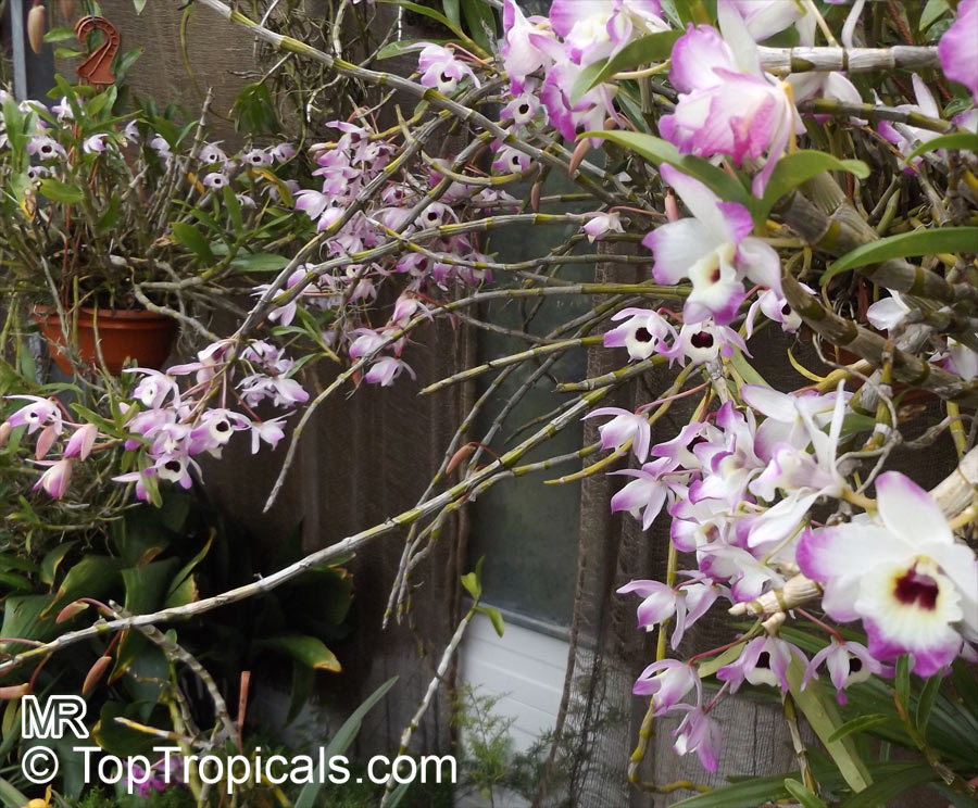 Dendrobium nobile, Dendrobium Nobile Orchid