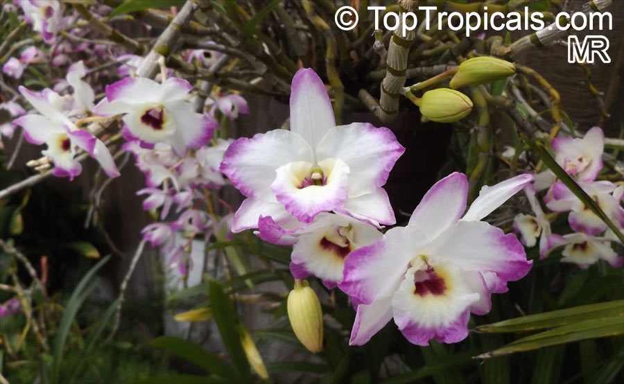 Dendrobium nobile, Dendrobium Nobile Orchid