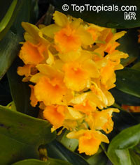 Dendrobium densiflorum, Pineapple Orchid

Click to see full-size image