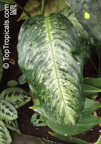 Dieffenbachia seguine, Dieffenbachia maculata, Dieffenbachia picta , Dumbcane, Tuftroot

Click to see full-size image