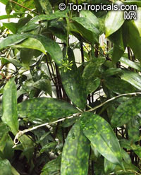 Dracaena surculosa, Dracaena godseffiana, Golddust Dracaena, Spoted-Leaf Dracaena, Japanese Bamboo, Gold Dust Plant

Click to see full-size image