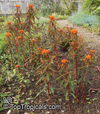 Euphorbia griffithii, Griffith's Spurge, Spurge 'Fireglow' 

Click to see full-size image