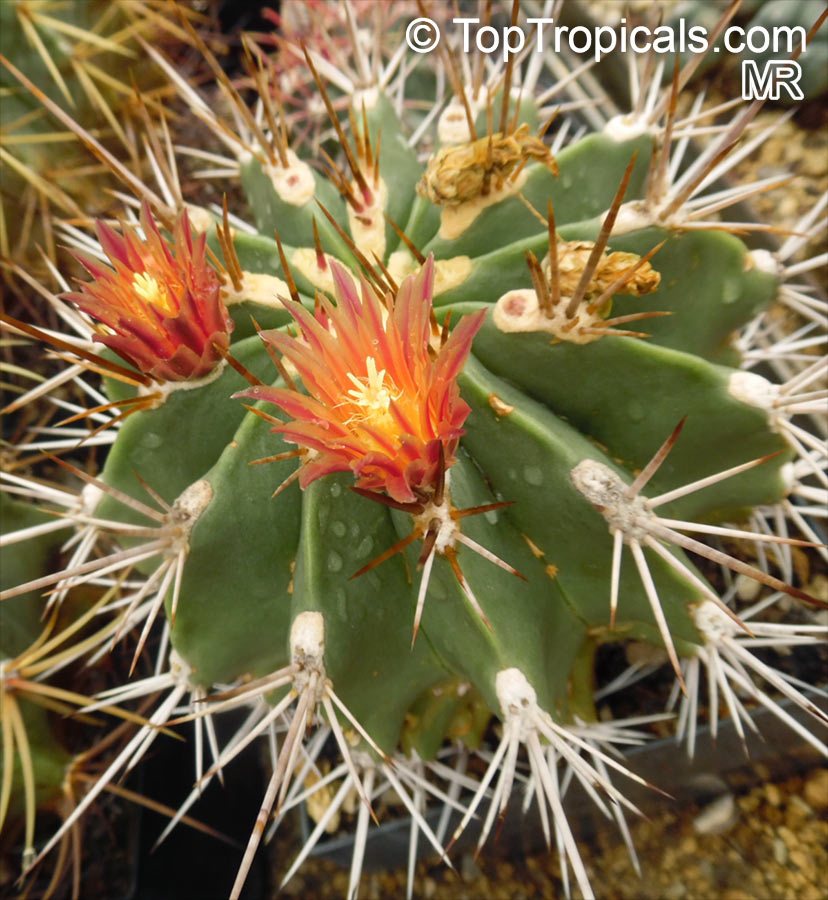 Ferocactus sp., Barrel Cactus. Ferocactus echidne v. rhodanthus