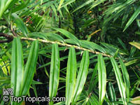 Freycinetia cumingiana, Freycinetia multiflora, Climbing Pandanus, Flowering Pandanus