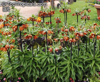 Fritillaria sp., Fritillaria