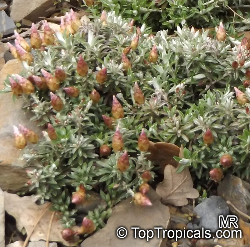 Helichrysum sp., Strawflower, Immortelle, Helichrysum. Helichrysum retortoides