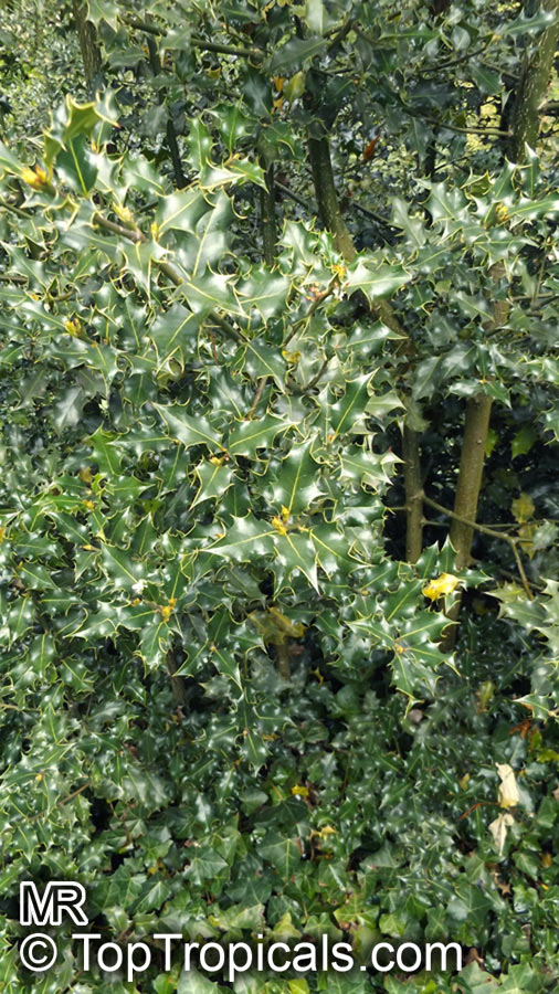 Ilex aquifolium , European Holly 